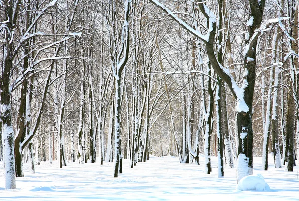 stock image Park with snow on trees in april