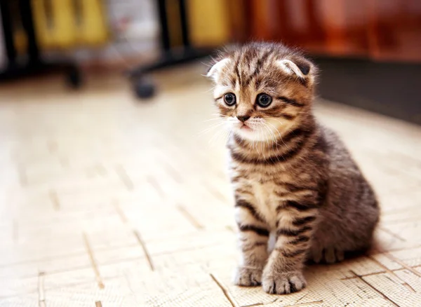 Curious striped scottish fold kitten — Stock Photo, Image