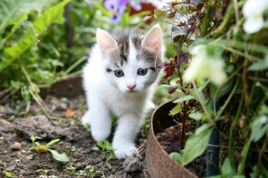 yavru kedi avcısı