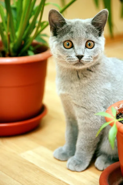 stock image Curious funny british kitten