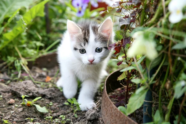 Yavru kedi avcısı — Stok fotoğraf