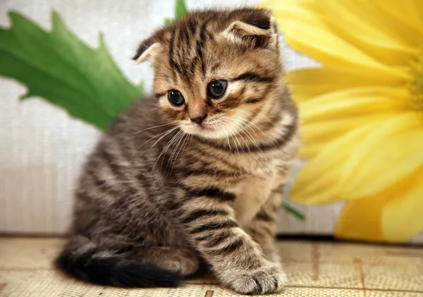 Listrado escocês dobra gatinho no fundo da flor — Fotografia de Stock