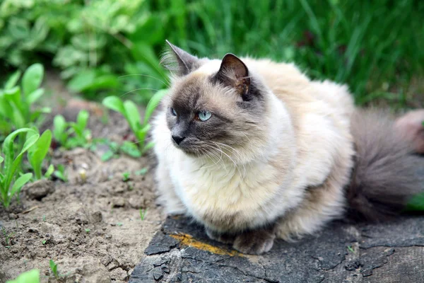 夏の庭の美しいバリ猫 — ストック写真