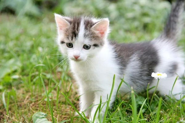 Curious kitten in the summer garden — Stock Photo, Image