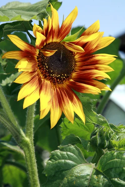 Orange sunflower — Stock Photo, Image
