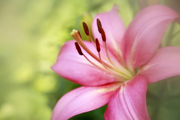 Pink lily closeup in mist — Stock Photo, Image