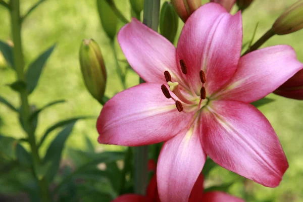 Pink lily in the summer garden on green background — Stock Photo, Image