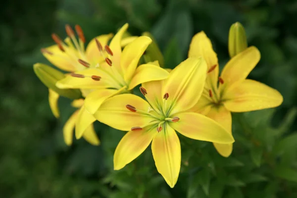 Yellow lilies on green background — Stock Photo, Image