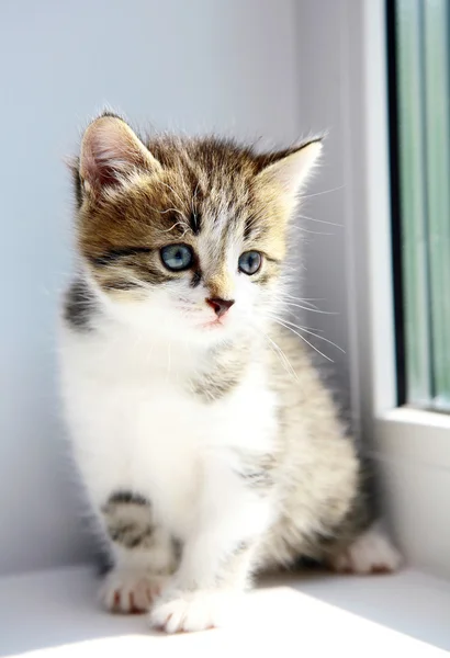 Şirin kedi yavrusu — Stok fotoğraf