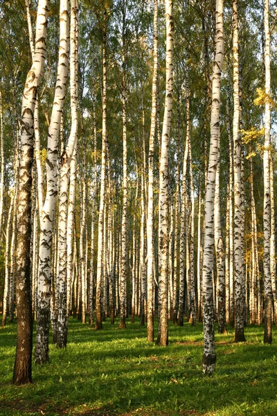 Sonbaharda huş ağacı korusu — Stok fotoğraf