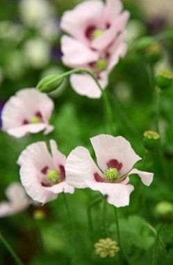 pembe poppies Bahçe alanı