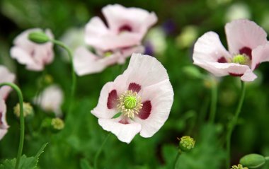 pembe poppies alan
