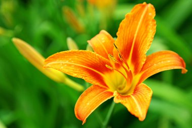 Orange lily on green background clipart