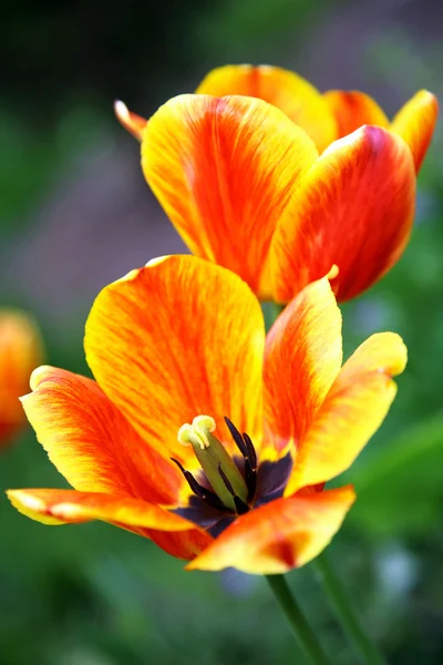 Opening spring flower in the garden — Stock Photo, Image