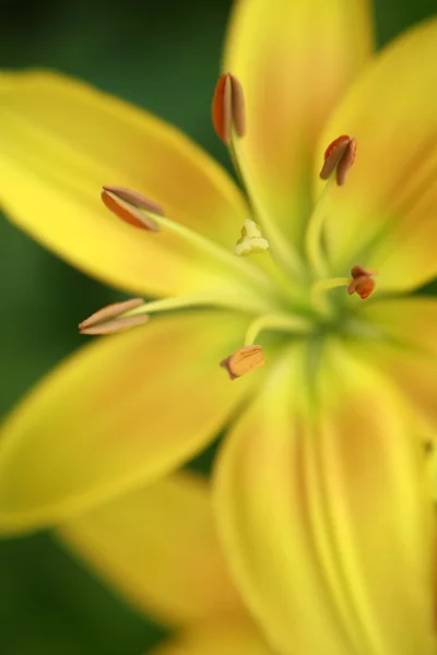 Altın soyut lily — Stok fotoğraf