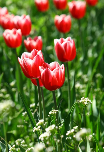 Piękne czerwone tulipany zbliżenie — Zdjęcie stockowe