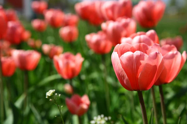 Campo de flores de tulipas rosa — Fotografia de Stock
