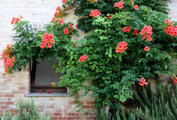 stock image Flowers around the window