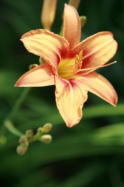 Lily on green background — Stock Photo, Image