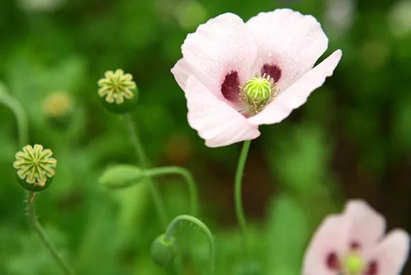 Pink poppy in the garden — Stock Photo, Image