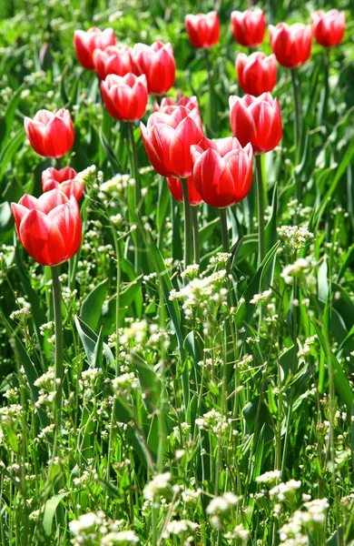 Tulipas bonitas no fundo de grama verde — Fotografia de Stock