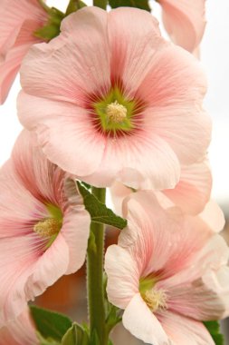 Flowers of pink mallow clipart