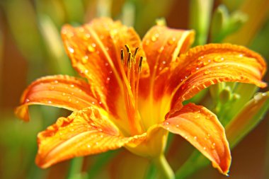 Orange lily with drop of rain in the summer garden clipart