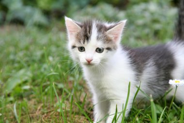 meraklı yavru kedi oyun yaz bahçesinde