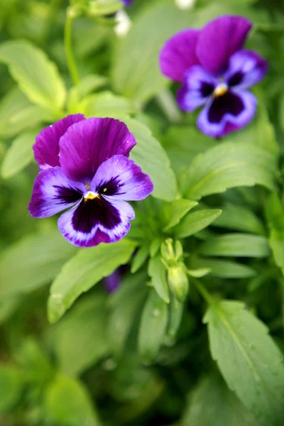 Viola colorida — Fotografia de Stock
