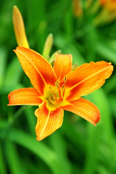 Güneş ışığında yaz bahçesinde turuncu lily — Stok fotoğraf
