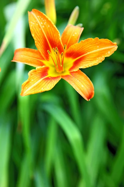 Lírio laranja no fundo verde no jardim — Fotografia de Stock