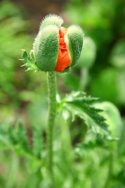 Poppy bud — Stock Photo, Image