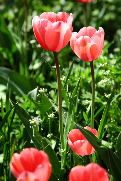 Slunečním světle růžové tulipány v letní zahradě — Stock fotografie
