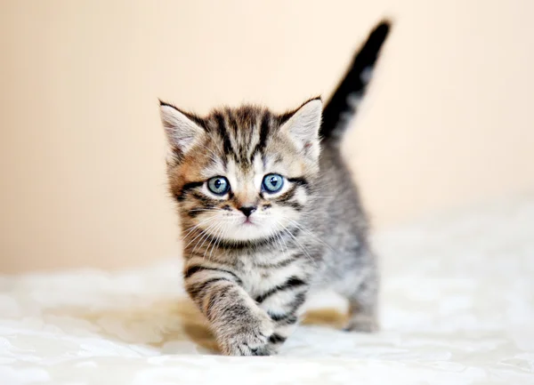 Striped Scottish straight kitten going — Stock Photo, Image