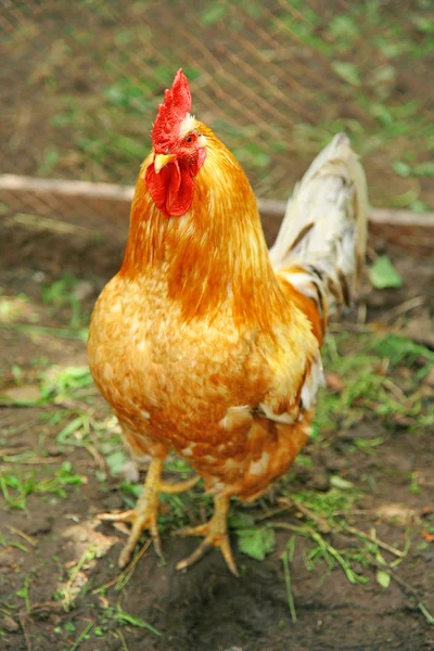 Hermoso gallo en el jardín — Foto de Stock