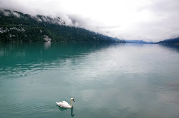 Білий лебідь в туманному озері — стокове фото