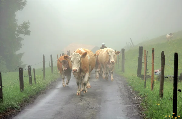 stock image Alpine cows in mist