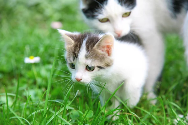 Anya macskák és cica a reggeli séta — Stock Fotó