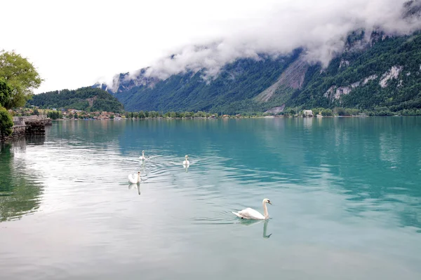 Vita svanar i dimma alpina Brienzsjön i Schweiz — Stockfoto