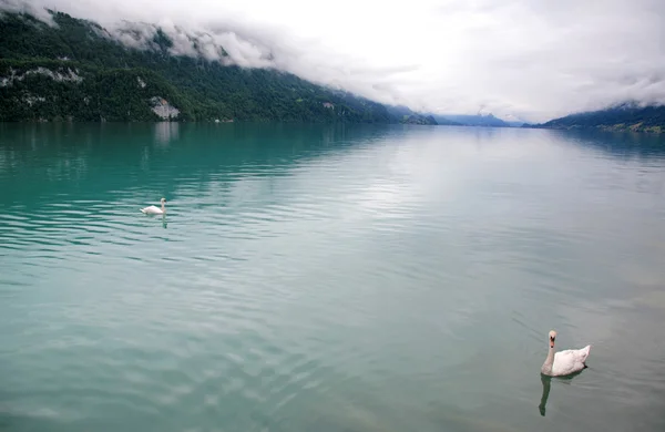 Vita svanar i dimma Brienzsjön i Schweiz — Stockfoto