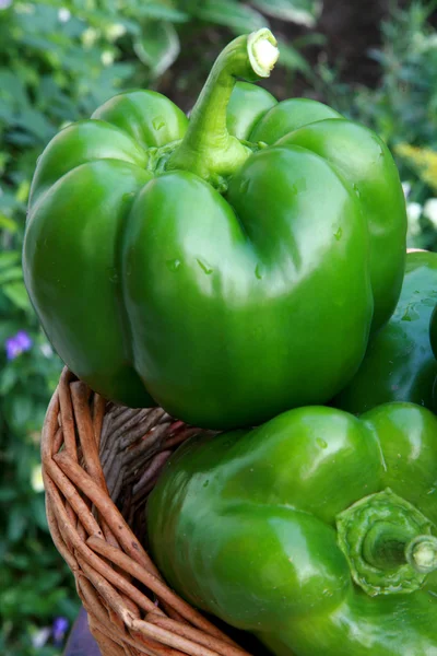 Versheid groene peper alleen uit de tuin — Stockfoto