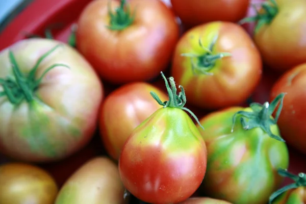 Φρεσκάδα ντομάτες μόνο από κήπο — Φωτογραφία Αρχείου