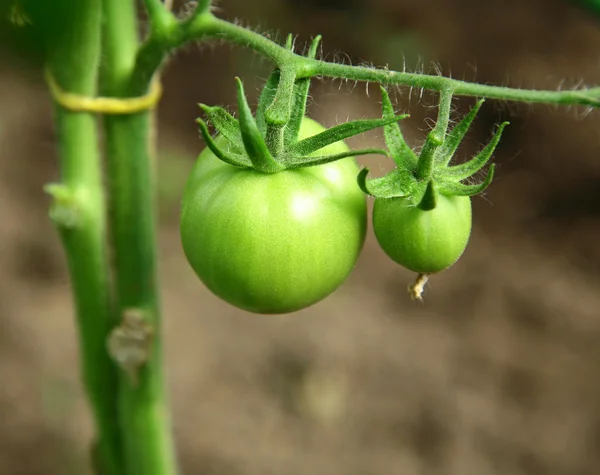 Dallarda yetişen yeşil domatesler. — Stok fotoğraf