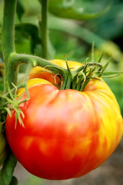 Duże pomidory w ogrodzie — Zdjęcie stockowe