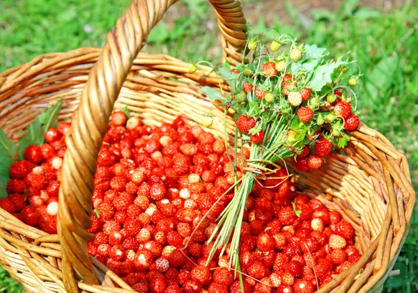 Fresh bouquet of forest strawberries — Stock Photo, Image