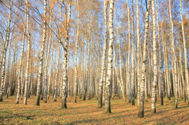 güneş ışığı altında sonbahar huş grove