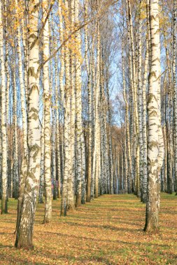 güneş ışığı altında sonbahar huş grove