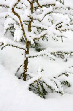 Karda Noel ağacı