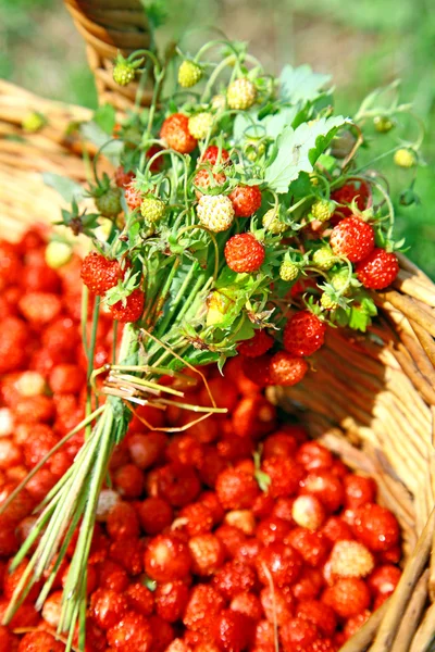Fresh bouquet of wild forest strawberries — Stock Photo, Image