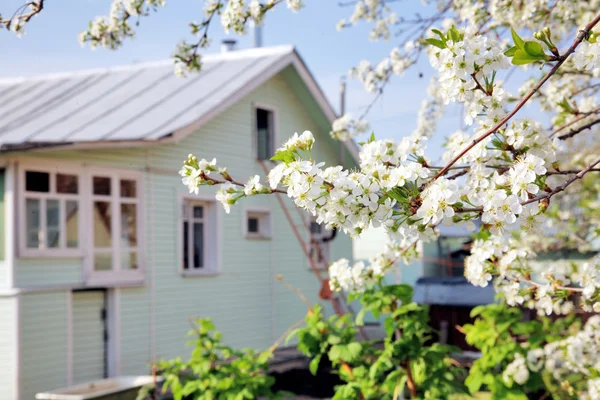 stock image House in the spring blossom garden